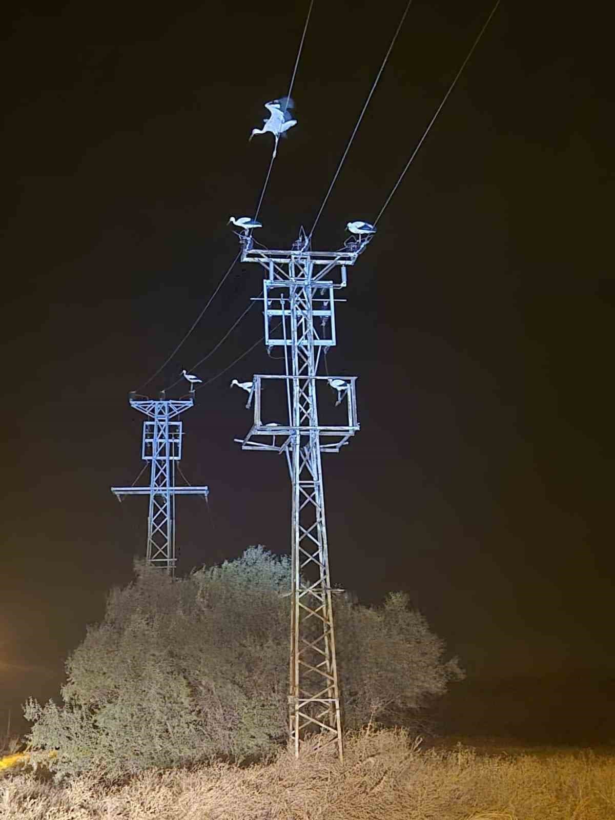 Göç Eden Leylekler Elektrik Kesintilerine Yol Açtı