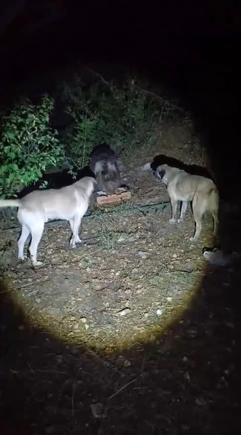 Köpeklerin Havlamasına Rağmen Ayı Sakin: Tunceli'de Gözlemlenen Anlar