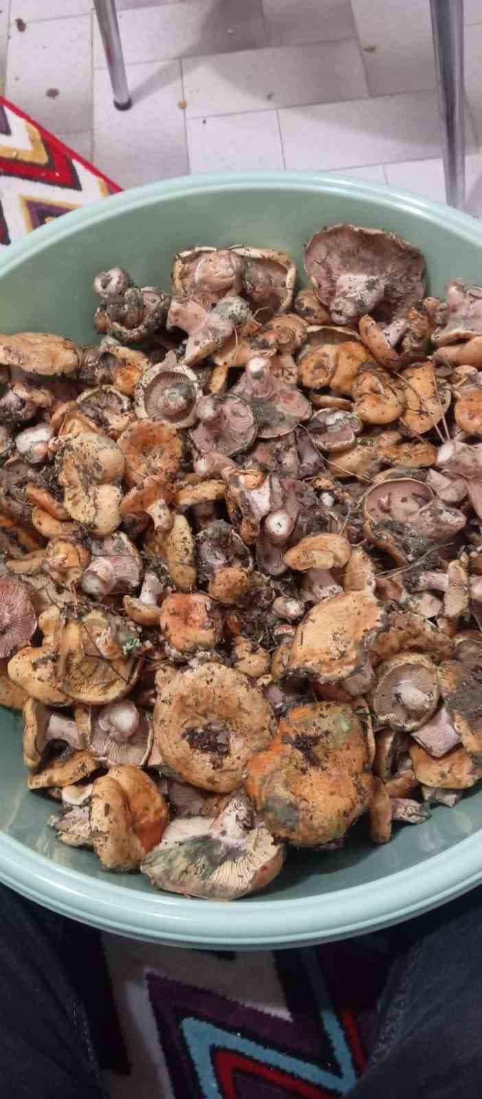 Ankara’da kanlıca mantarı hasadı başladı