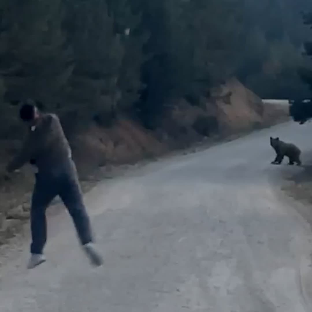 Bolu Mudurnu'da Ormanda Ayı ile Karşılaşma, Vatandaşın Müdahalesiyle Sonuçlandı