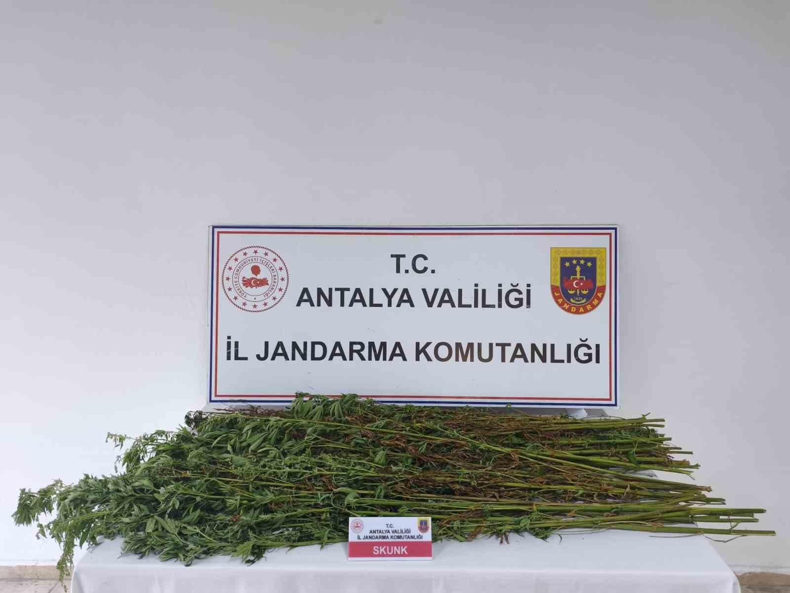Serik'te Jandarma Operasyonu: 80 Kök Kenevir Bitkisi Ele Geçirildi