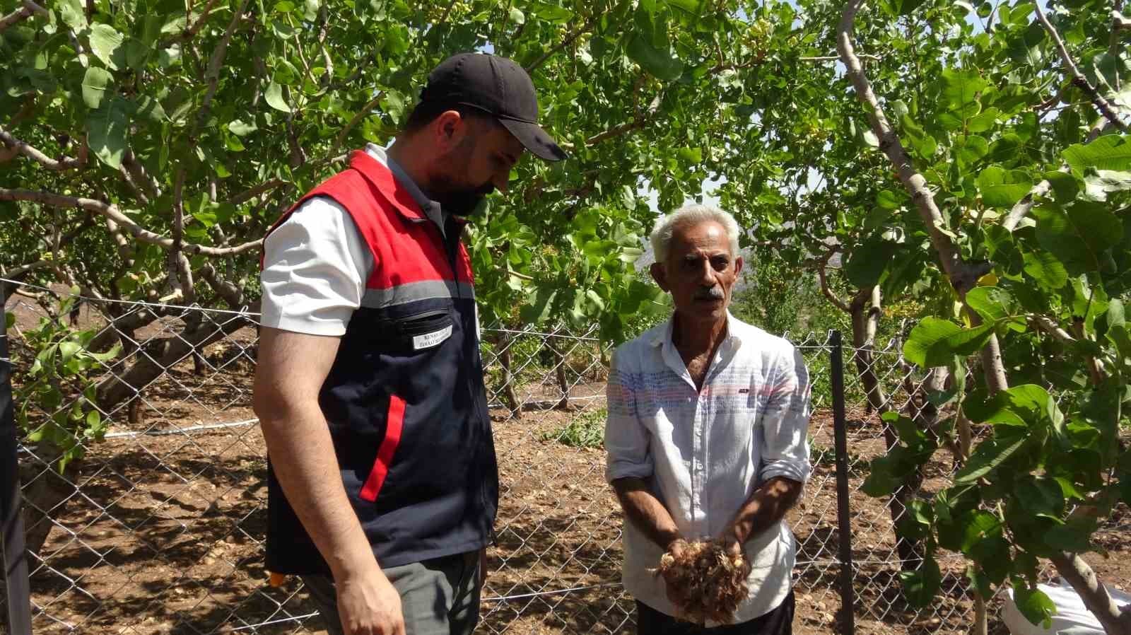Batman Çiftçisi Safran Yetiştiriciliğine Başladı: 10 Metrekarelik Denemeden 800 Metrekarelik Üretime Geçti