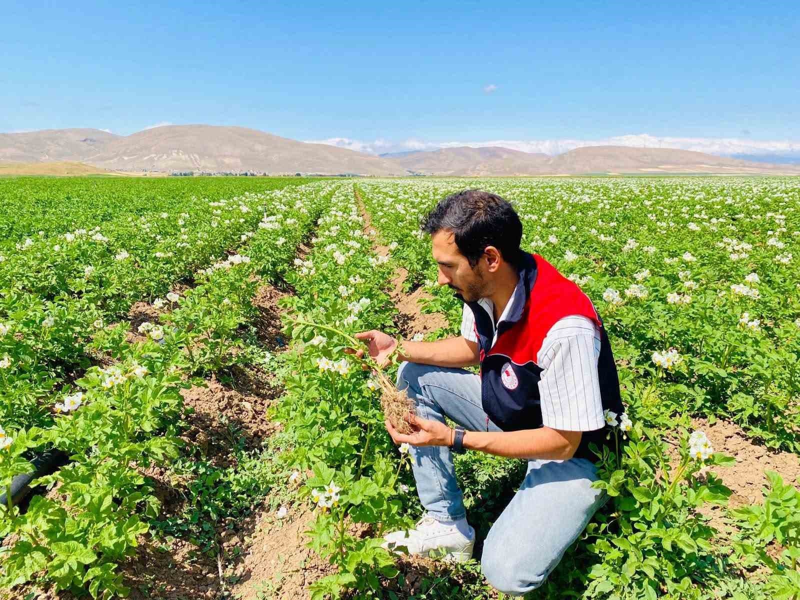 Bayburt'ta Patates Üretim Alanlarında Zararlı ve Hastalık Kontrolü Yapıldı