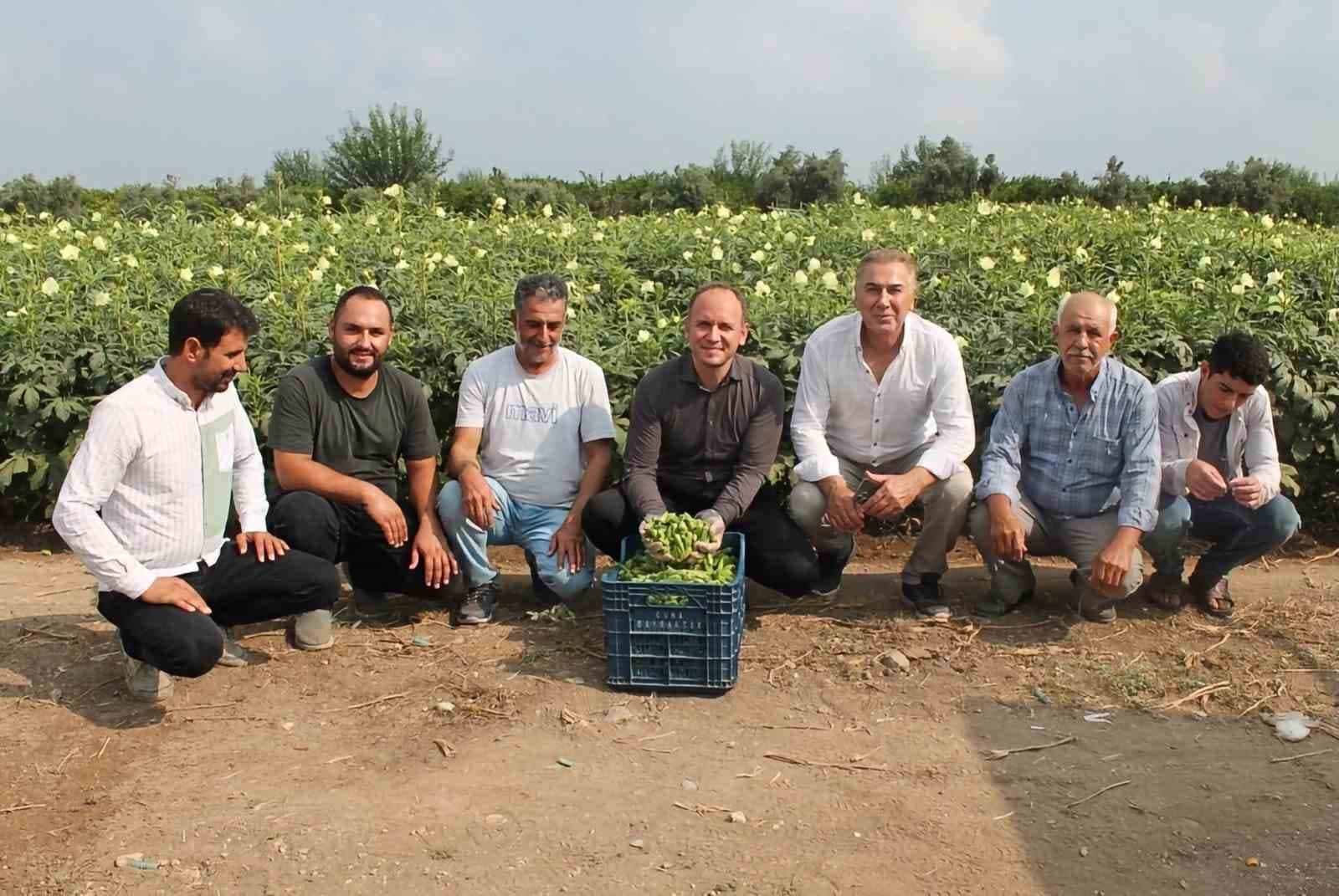 Erzin'de Bamya Hasadı Başladı: Kaymakam Akpınar Alanı Ziyaret Etti