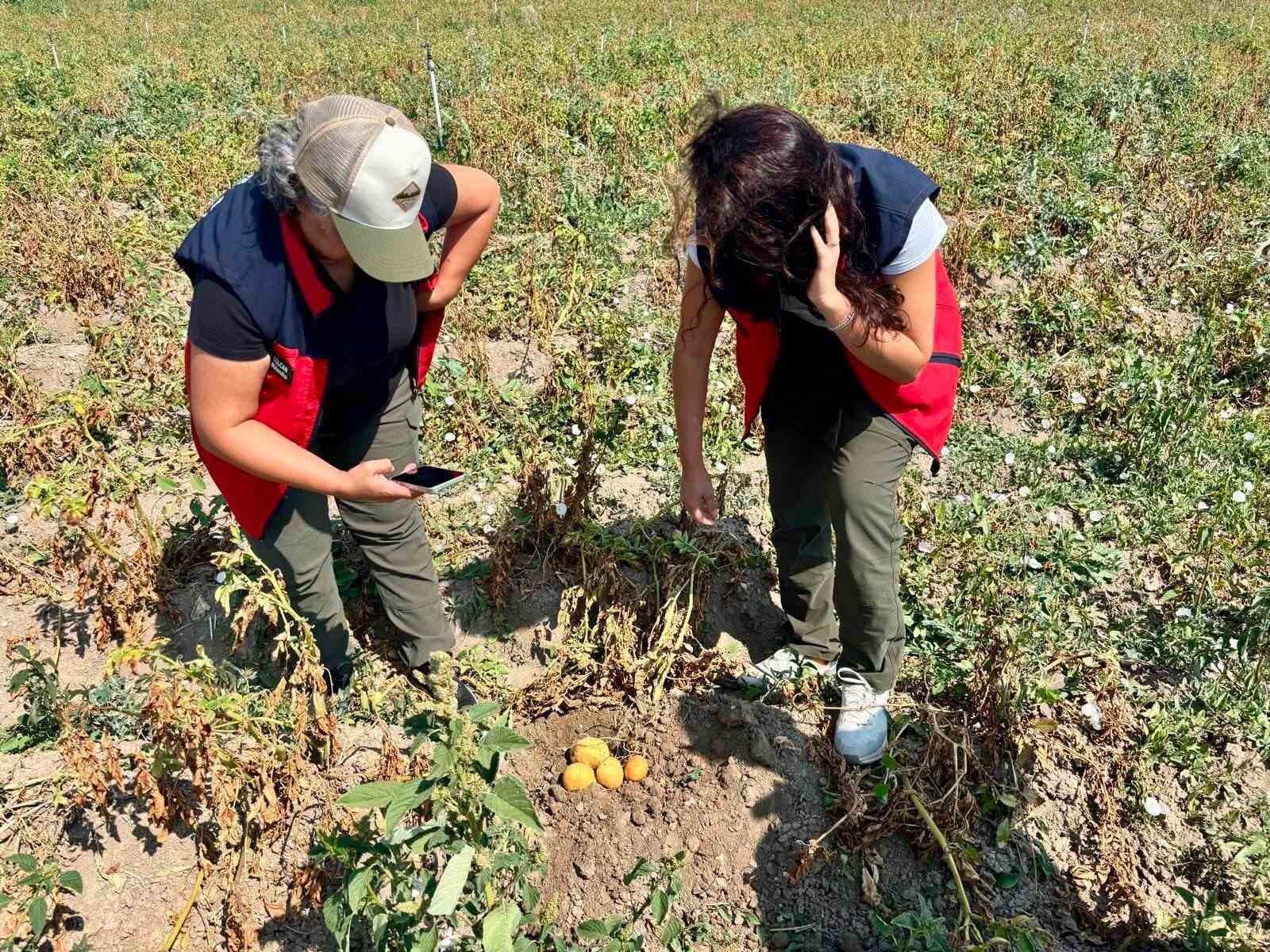 Patates Verimini ve Kalitesini Güvence Altına Alma Çalışmaları Sürüyor