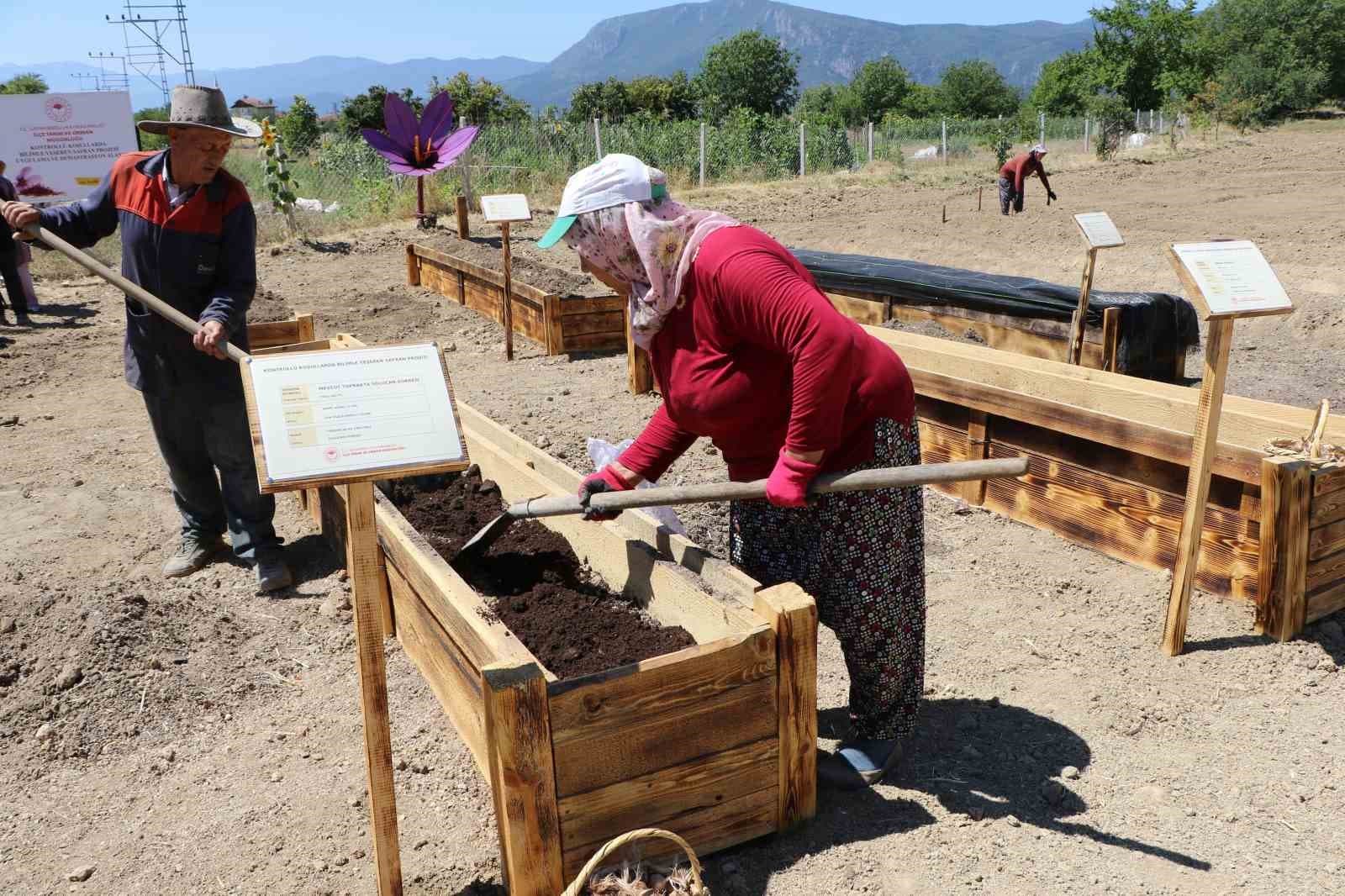 Dünyanın En Değerli Baharatı Safranbolu Safranını Toprak Altı Tehditlere Karşı Koruma Çalışmaları