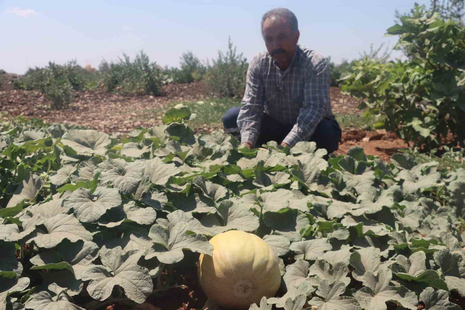 Şanlıurfa'da Yöresel Ürünler Hasat Dönemine Giriyor