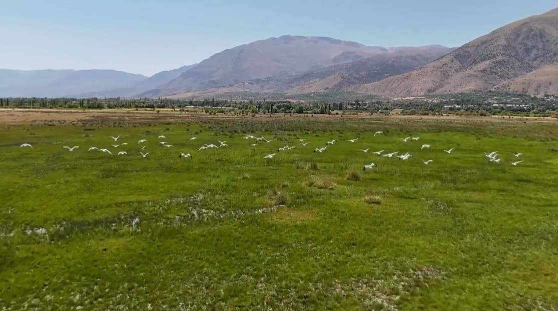 Erzincan Gökyüzünde Afrika'dan Gelen Leylek Sürüsü Gözlemlendi