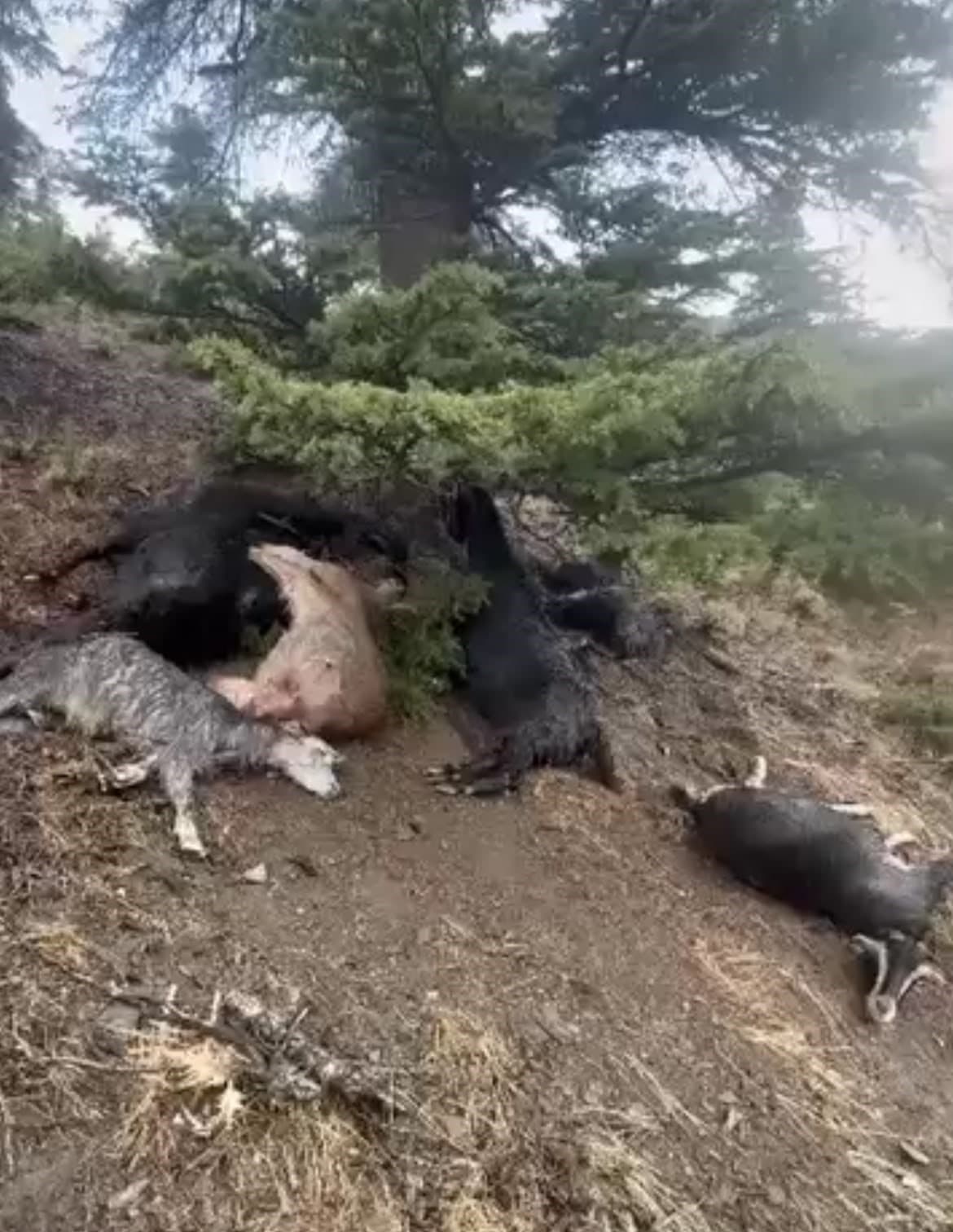 Kahramanmaraş'ta Şiddetli Yağış ve Yıldırım Nedeniyle 20 Keçi Öldü