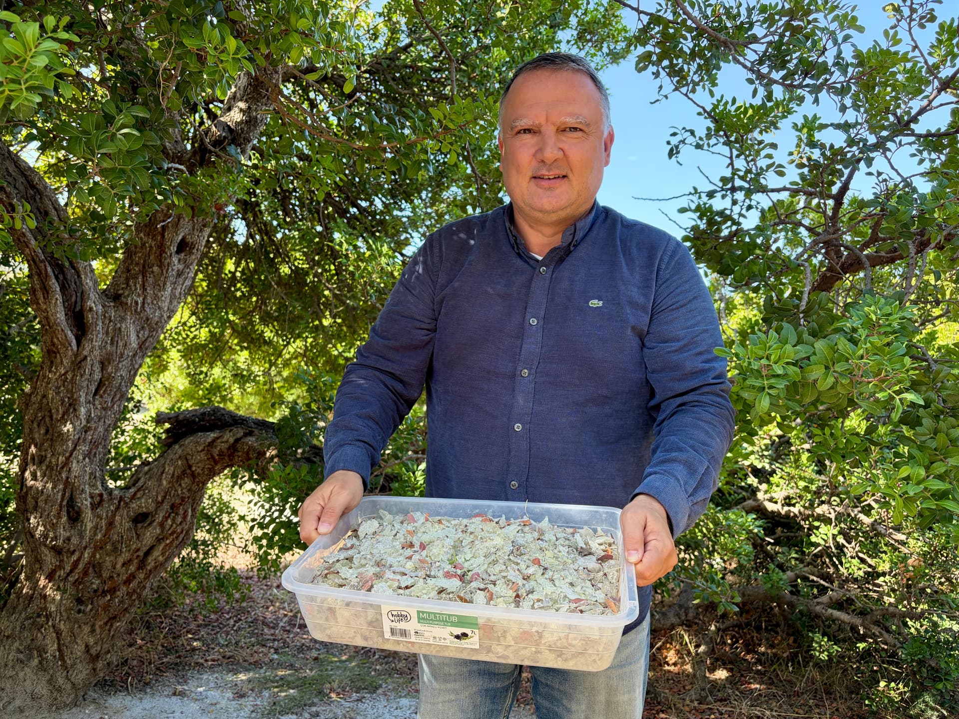Çeşme’de damla sakızı hasadı: Kilosu 50 bin TL’ye ulaşıyor
