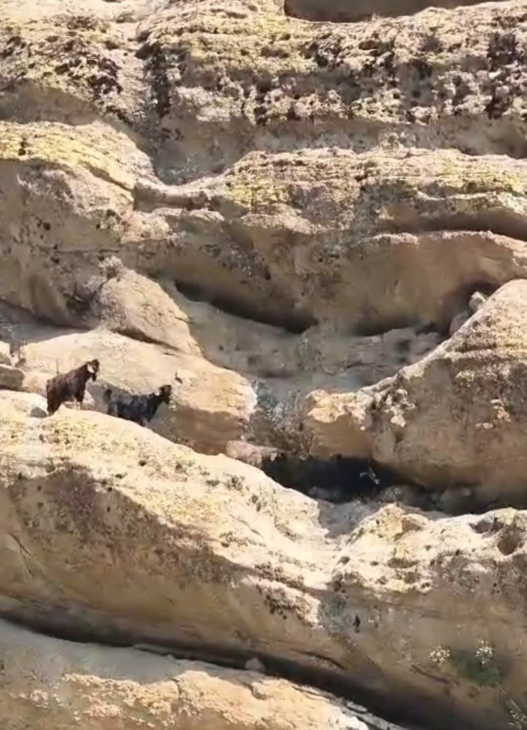 Tunceli’de 70 metre yükseklikte mahsur kalan keçiler kurtarıldı