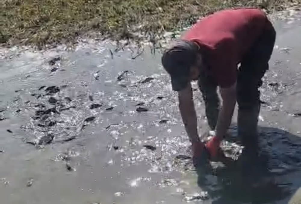 Hakkari'de Nehil Sazlığı'nda Balıklar Kurtarıldı: Tankerlerle Su Takviyesi Yapıldı