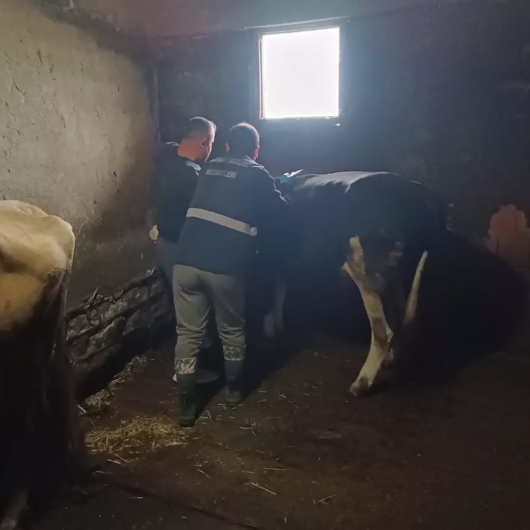 Yığılca'da Büyükbaş Hayvanlara Şap ve Bruselloz Aşısı Uygulandı
