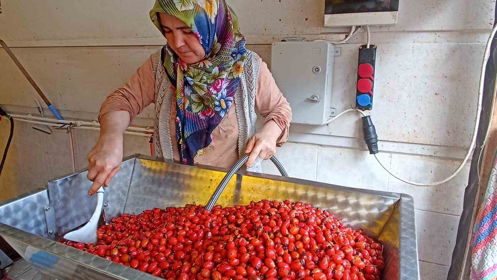 İşlem Süreleri Dakikalara Düştü: Kuşburnu Marmeladı Hazırlığı Hızlandı