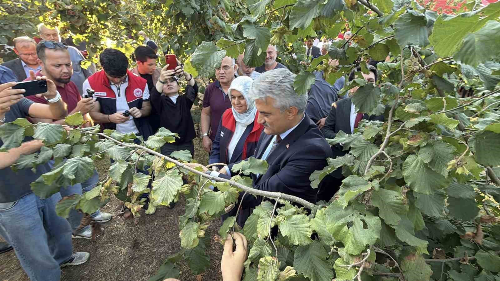 Düzce'de Fındık Hasat Etkinliği Düzenlendi: Rekolte Beklentisi 103 Bin Ton