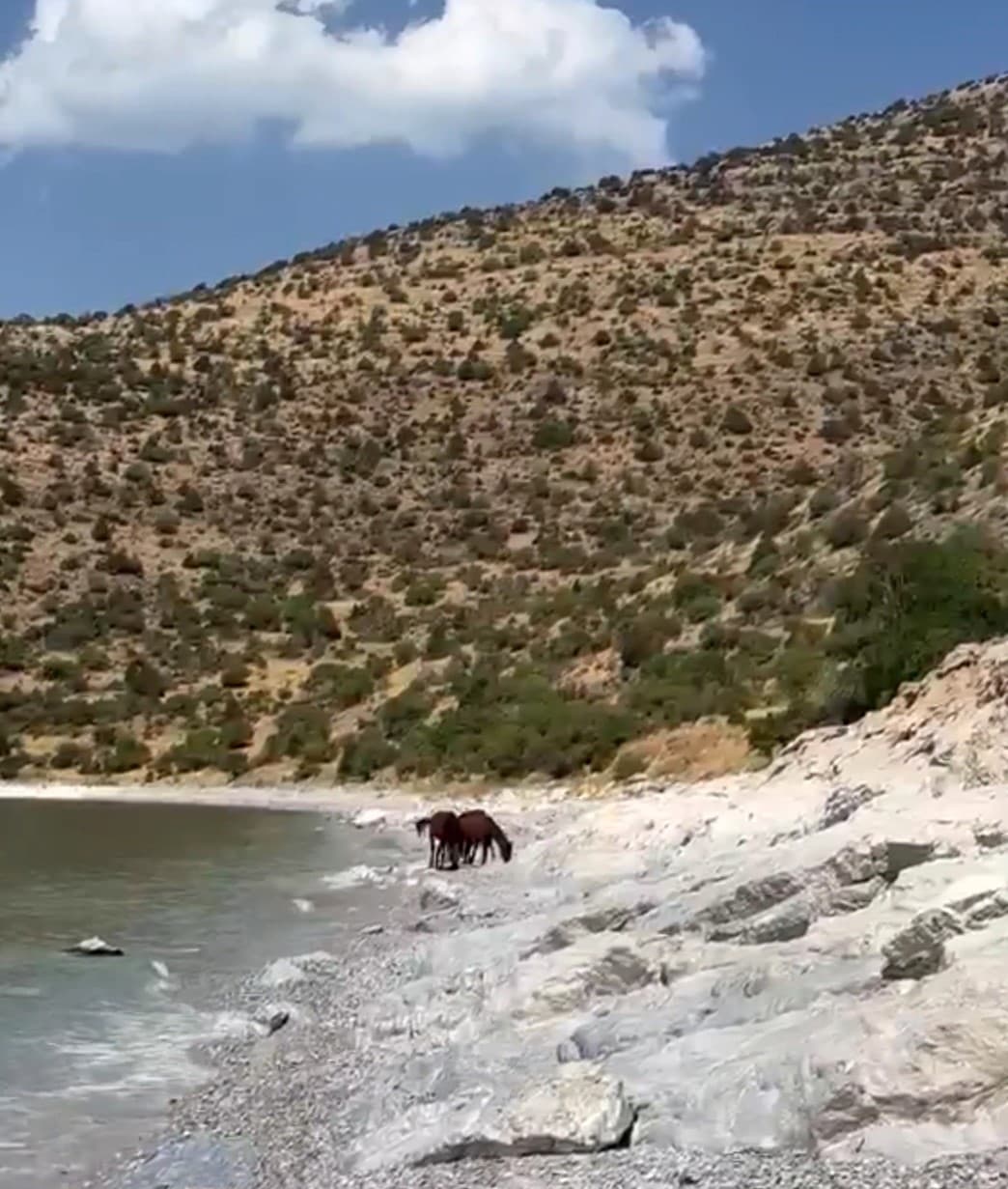 Van Kırsalında Yılkı Atları Kaydedildi