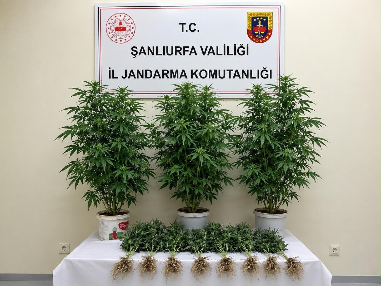 Bozova'da Jandarma Operasyonu: 13 Kök Kenevir Bitkisi Ele Geçirildi