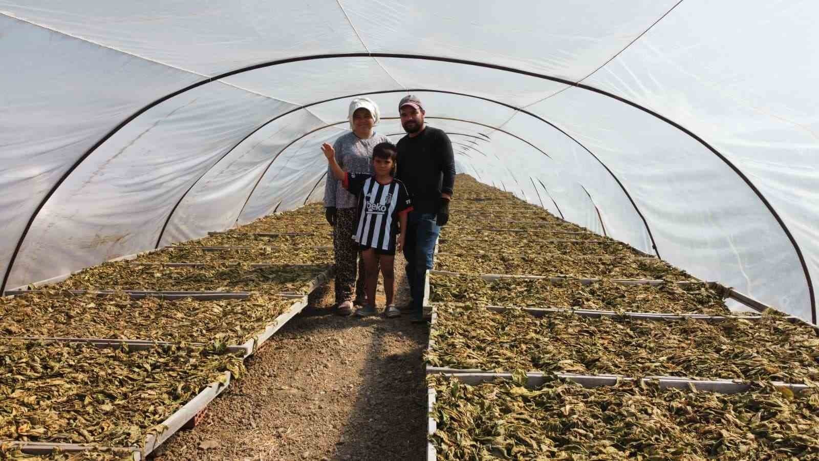 Tütün Üretimi: Ali ve Büşra Tanış'ın 34 Dekarlık Alandaki Çalışmaları Devam Ediyor