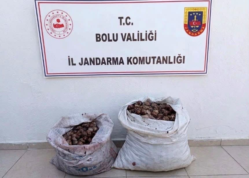 Bolu'da Kaçak Salyangoz Operasyonu: İki Kişi Jandarmaya Yakalandı