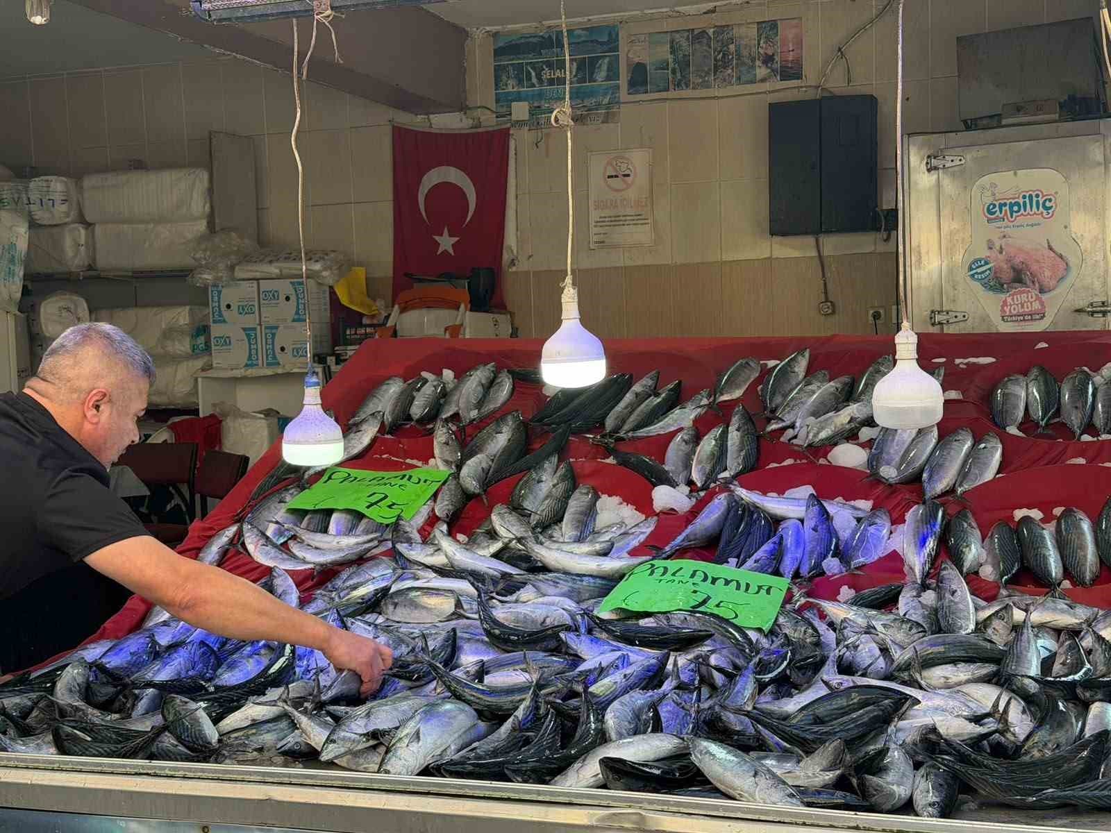 Türkeli'de Palamut Bolluğu: Fiyatlar Düşerken Piyasada Yoğun İlgi