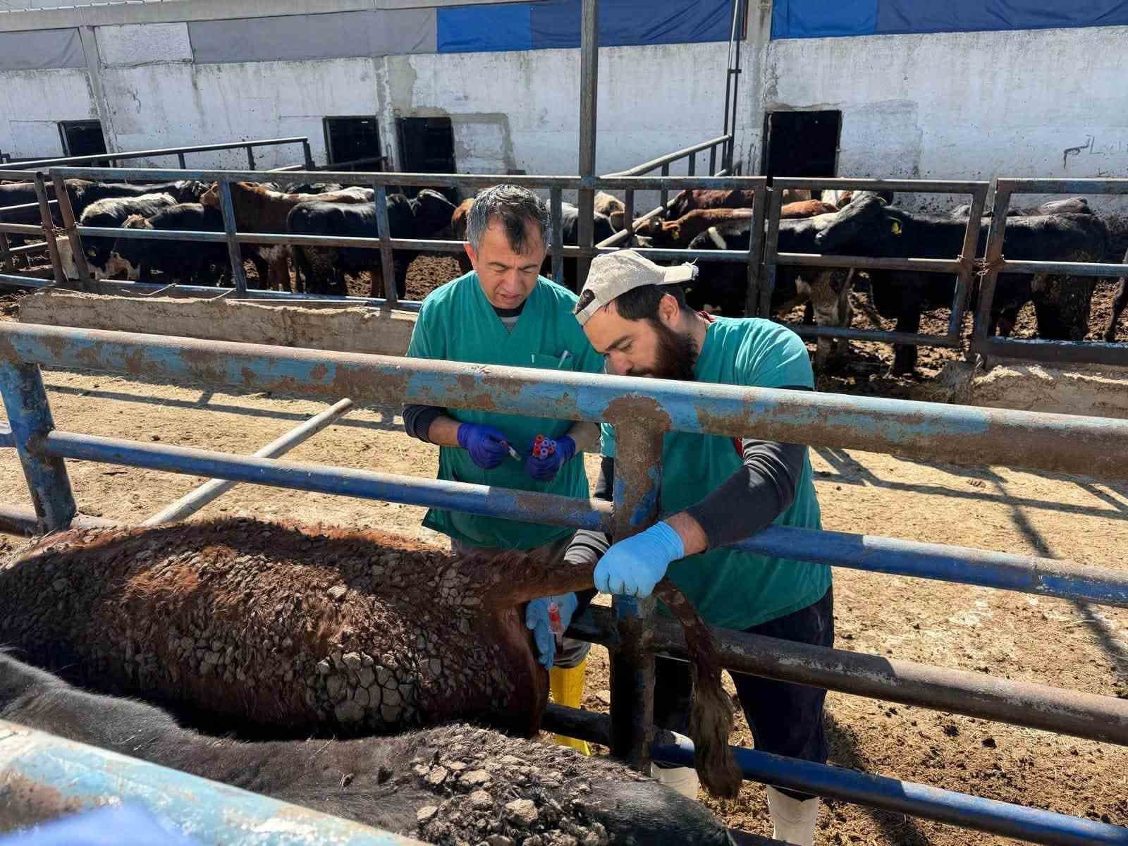 Kütahya'ya Uruguay'dan Gelen Sığırların Sağlık Muayenesi Yapıldı