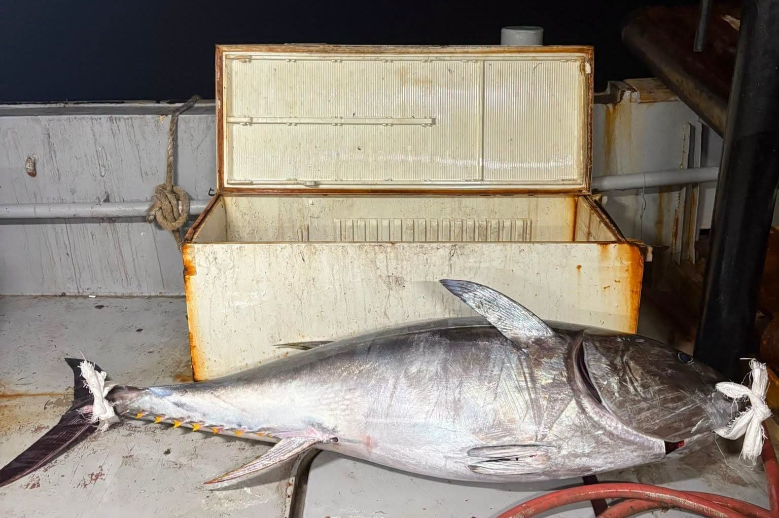 Saros Körfezi'nde 175 Kiloluk Orkinos Yakalandı