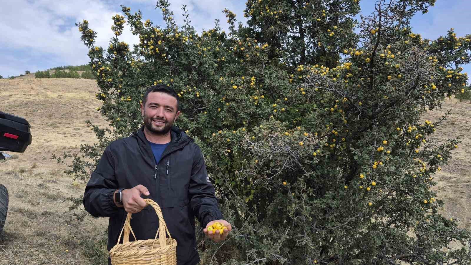 Doğada Yetişen Alıç Meyvesi Hasadı Başladı: Sağlık Faydaları ve Köy Yaşamı