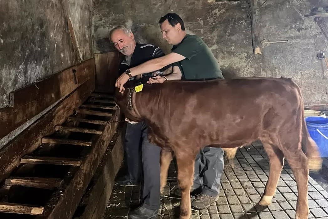 Yaylatepe Köyü'nde Buzağıların Küpeleme Süreci Tamamlandı