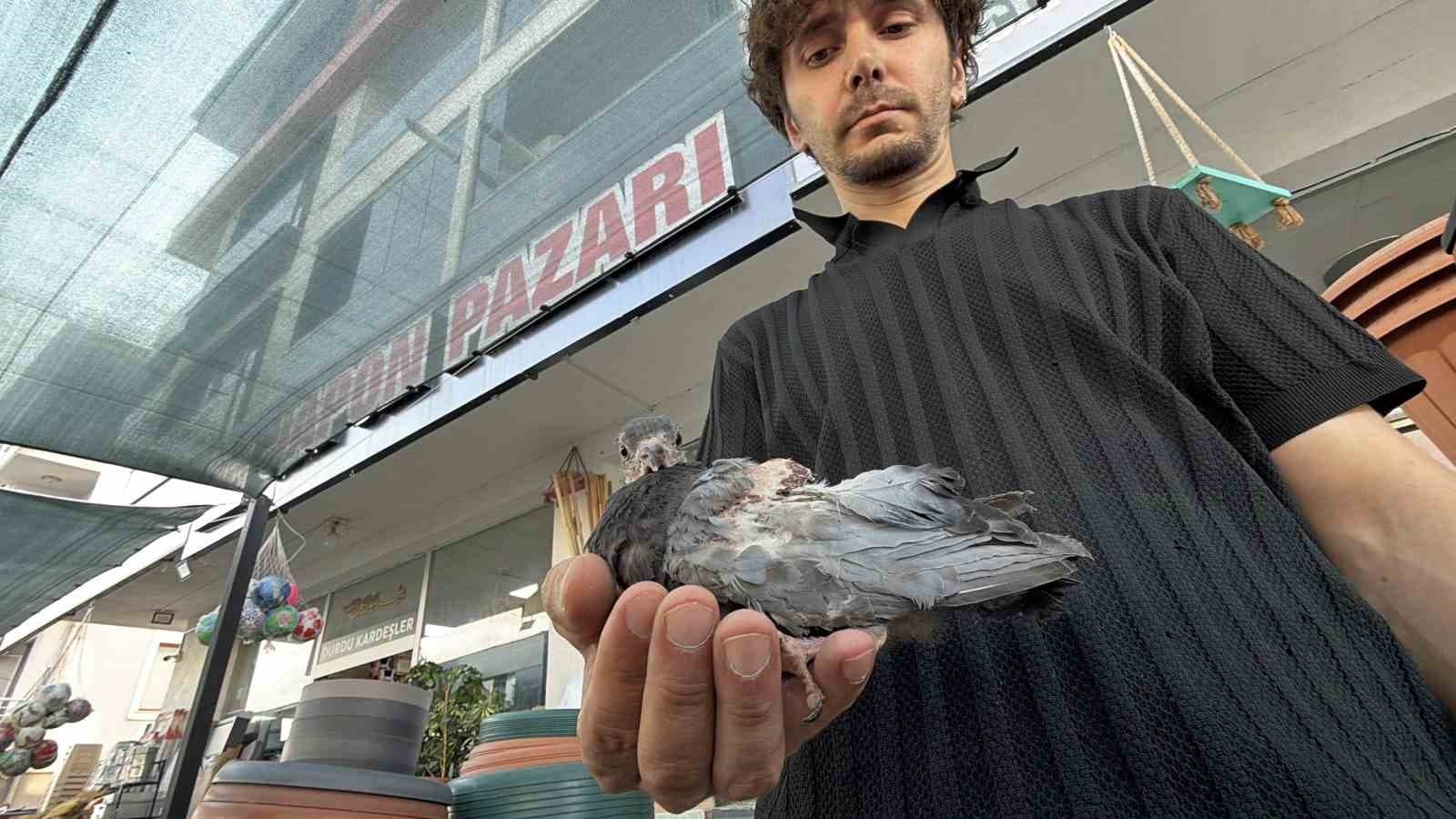 Yaralı Kuş Koruma Altına Alındı