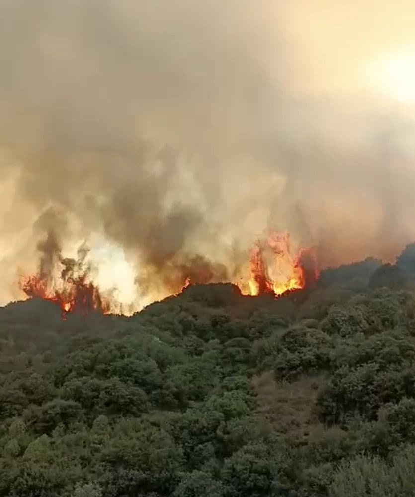 Turgutlu’da Makilik Alanda Yangın Paniği: Hava ve Kara Ekipleri Müdahale Ediyor