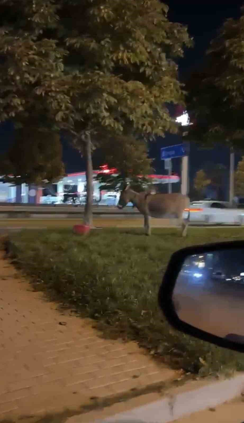 Ağaca Bağlanan Eşek Çekildi