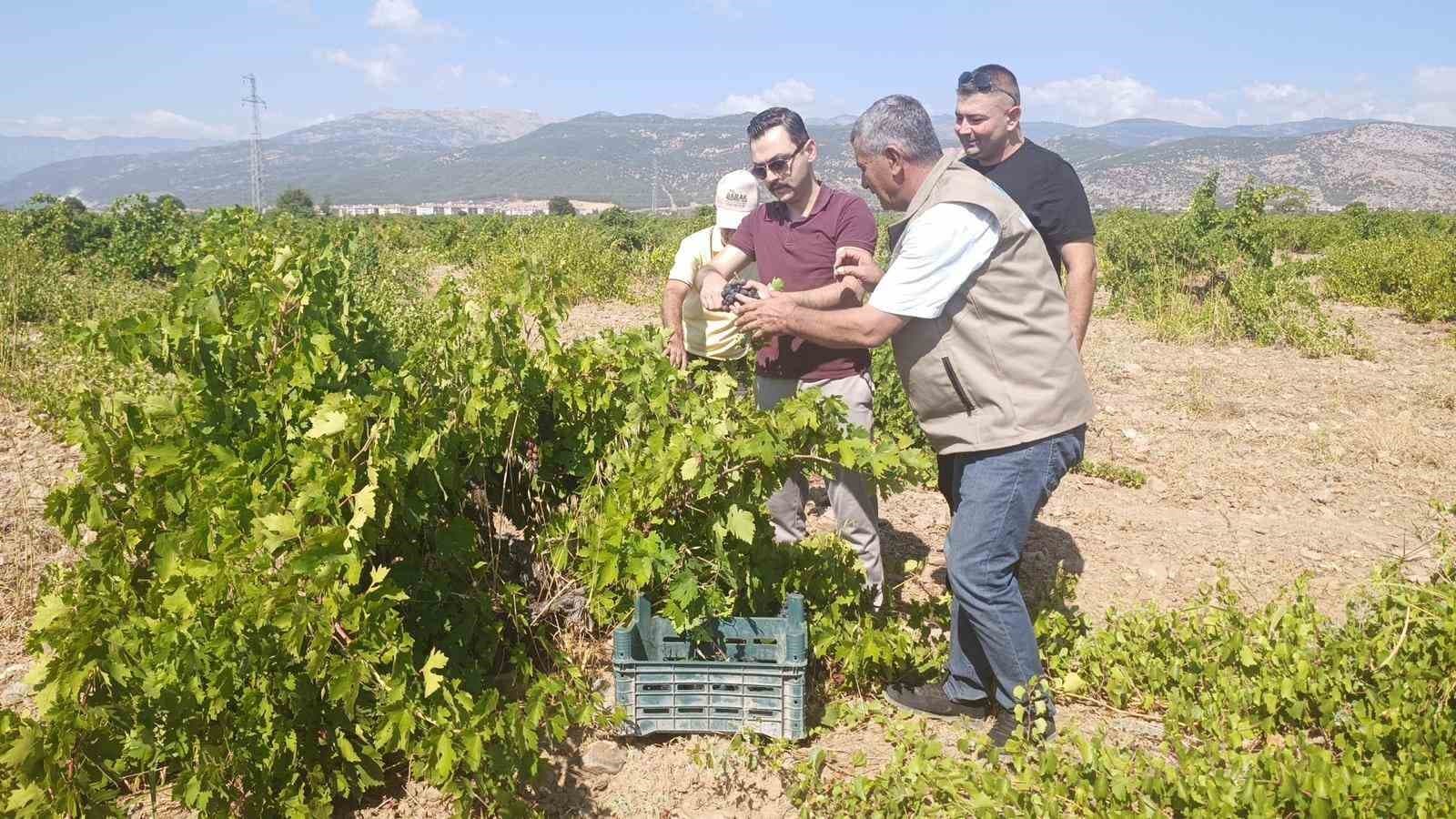 İslahiye'de Üzüm Hasadı Başladı