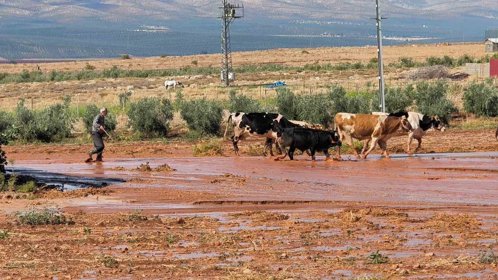 Şiddetli Yağış Hatay'da Selleri Tetikledi: Tarım Arazileri ve Mülkler Zarar Gördü