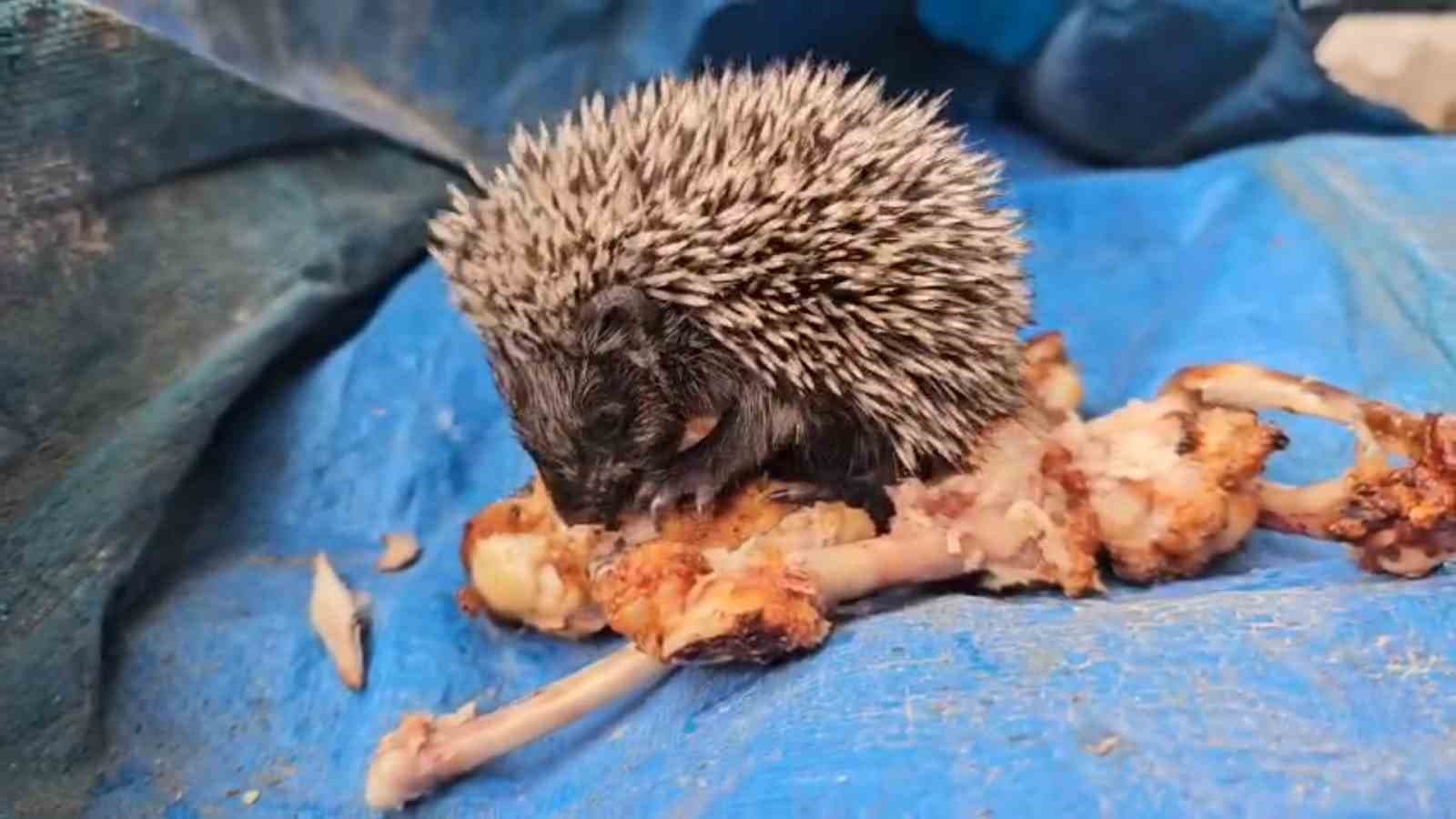 Bolu'da Vatandaş, Yavru Kirpiye Tavuk Kanadı Verdi
