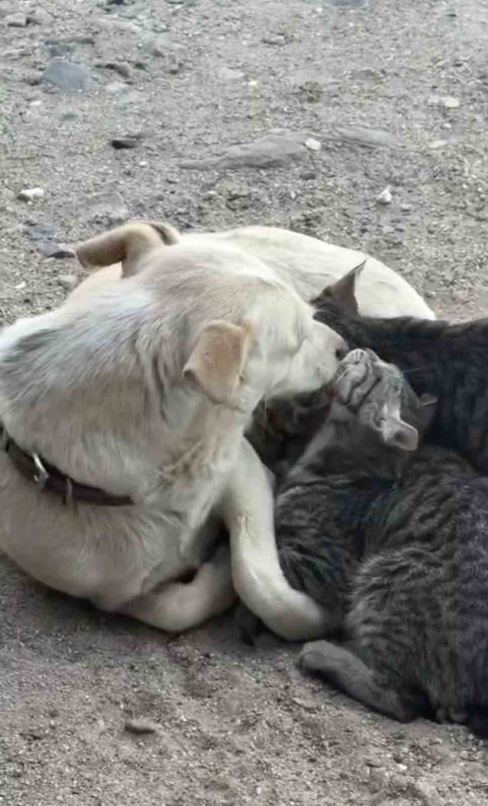 Çanakkale Bayramiç'te Anne Köpeğin Yavru Kedilere Bakım Verdiği Belirlendi