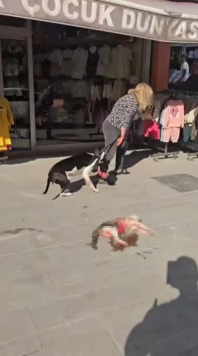 Esenyurt’ta Yasaklı Irk Köpek Sokak Kedisine Saldırdı, Vatandaşlar Tepki Gösterdi
