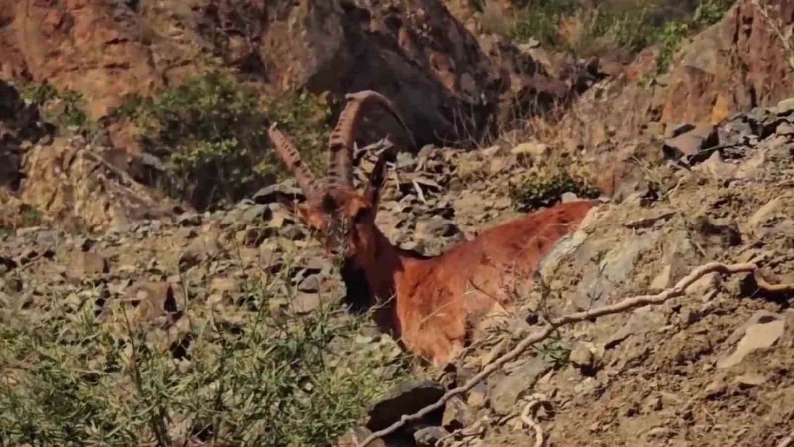 Tortum'da Yaban Keşifleri: Dağ Keşileri Cep Telefonuyla Yakalandı
