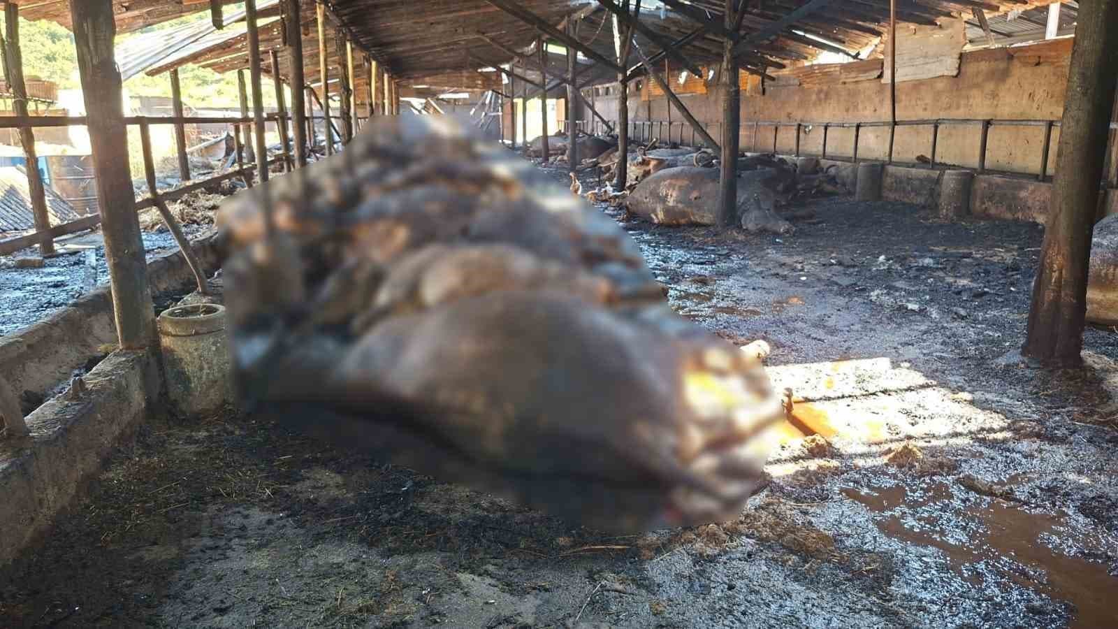 Samsun’da Yangın: Bir Tesiste 53 Büyükbaş Hayvan Telef Oldu