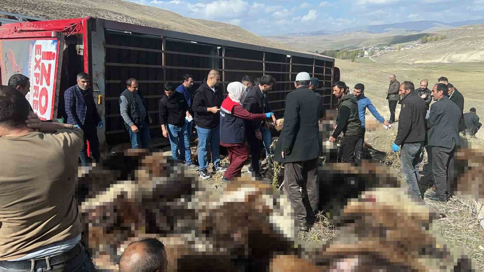 Erzurum’da hayvan yüklü tır devrildi: 130 küçükbaş hayvan telef oldu