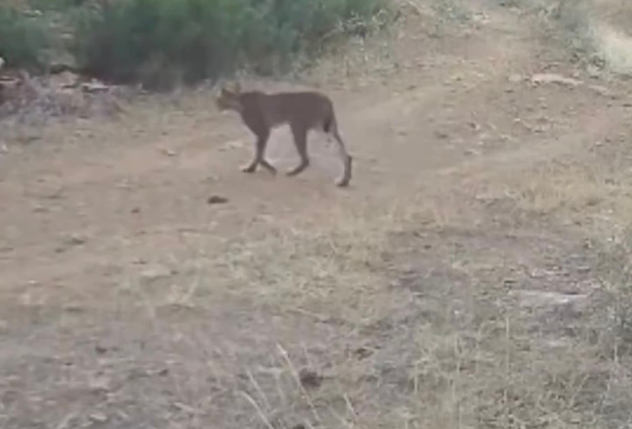 Çankırı'da Koruma Altındaki Vaşak Görüntülendi