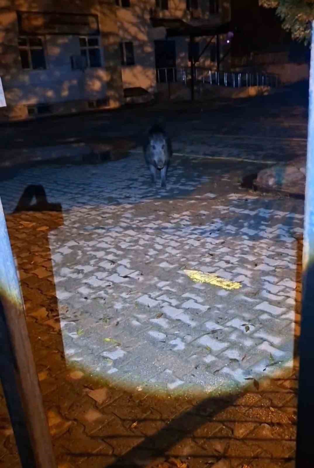 Tunceli’de bahçesine girmek isteyen yaban bomuzu vatandaşa korku dolu anlar yaşattı