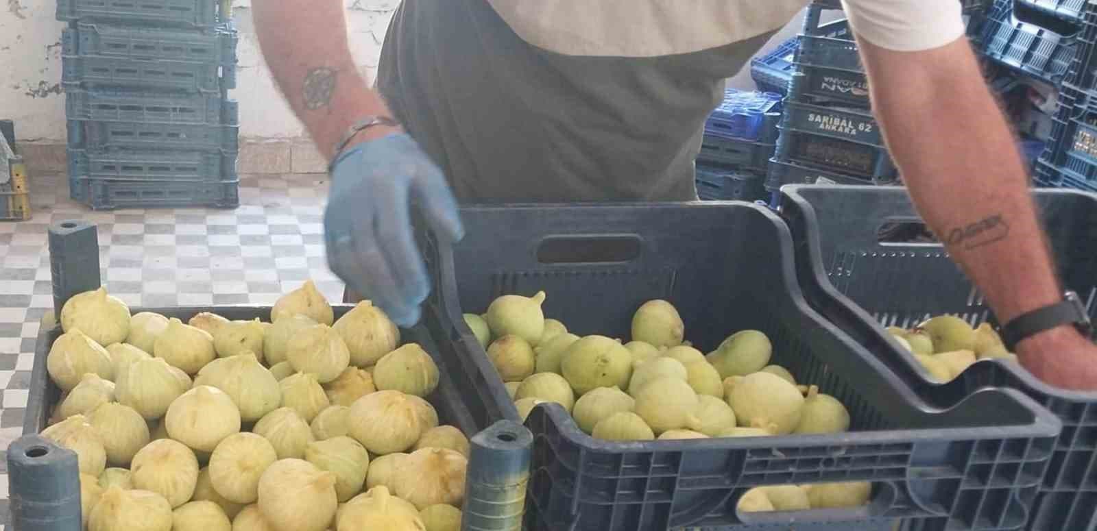 Mersin Mut'ta Beyaz İncirde Verim Kaybı: Rekolte Tahmini 90 Binden 30 Bına Düşüyor