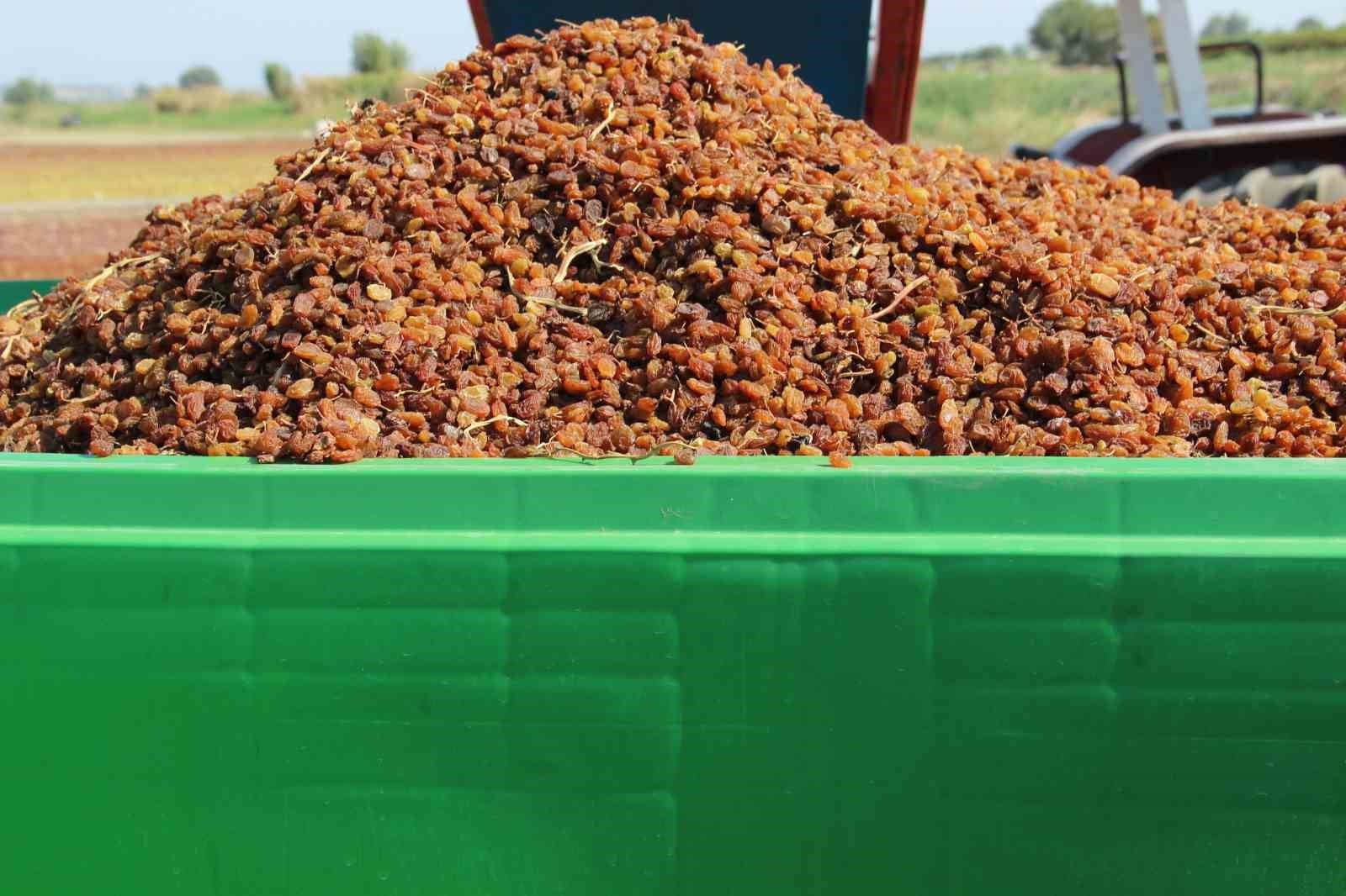 Organik Üzüm Üreticilerinin Hasat Yükü 'Box' ile Hafifledi