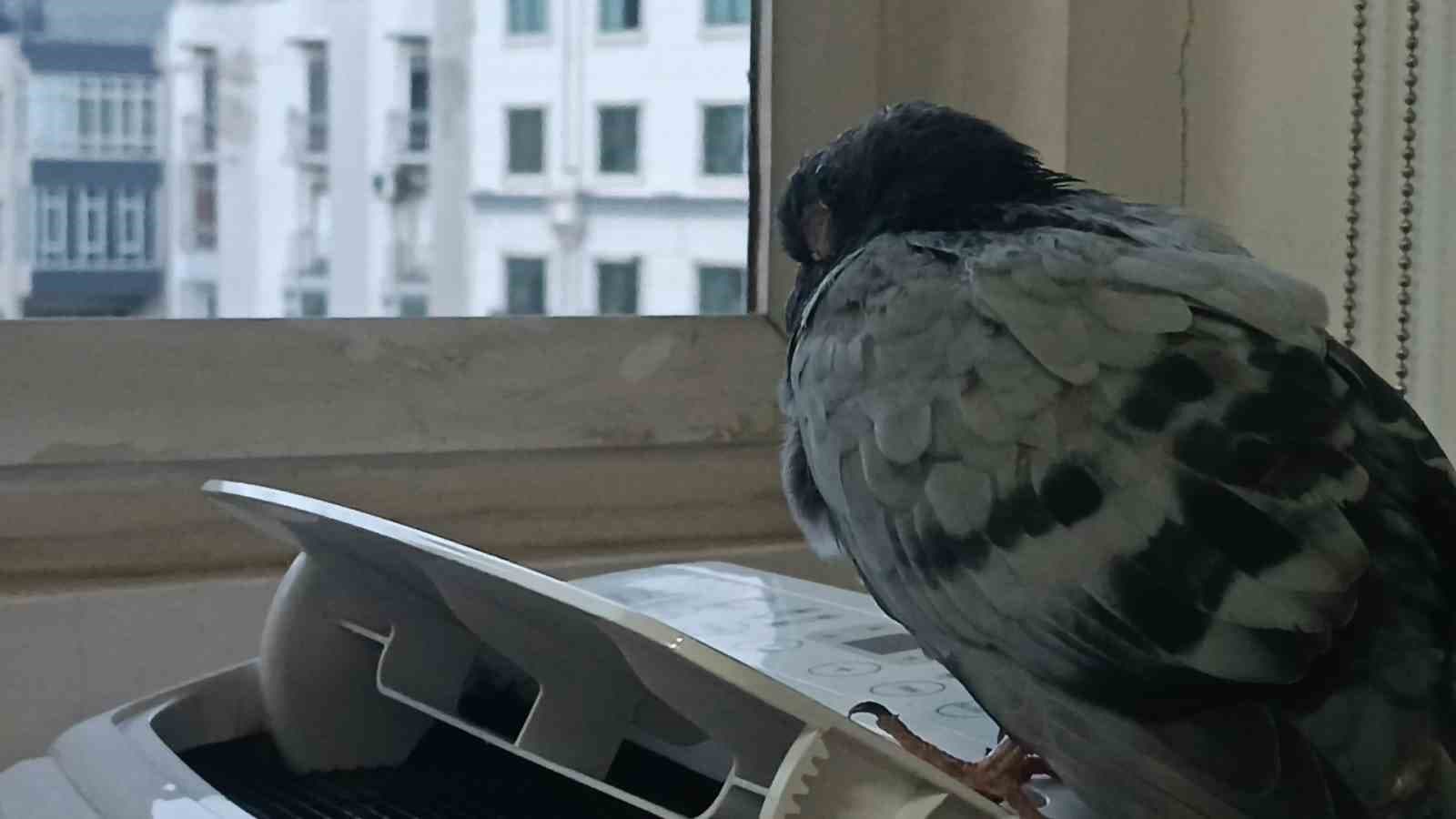 Yorgunluk ve Soğuk Hava Nedeniyle İş Yerinde Uyuyan Yabani Güvercin