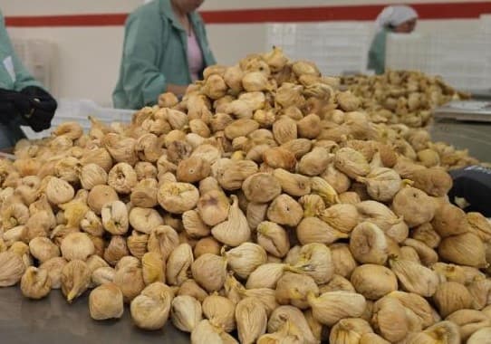 İncir Alım Fiyatları Resmi Olarak Duyuruldu