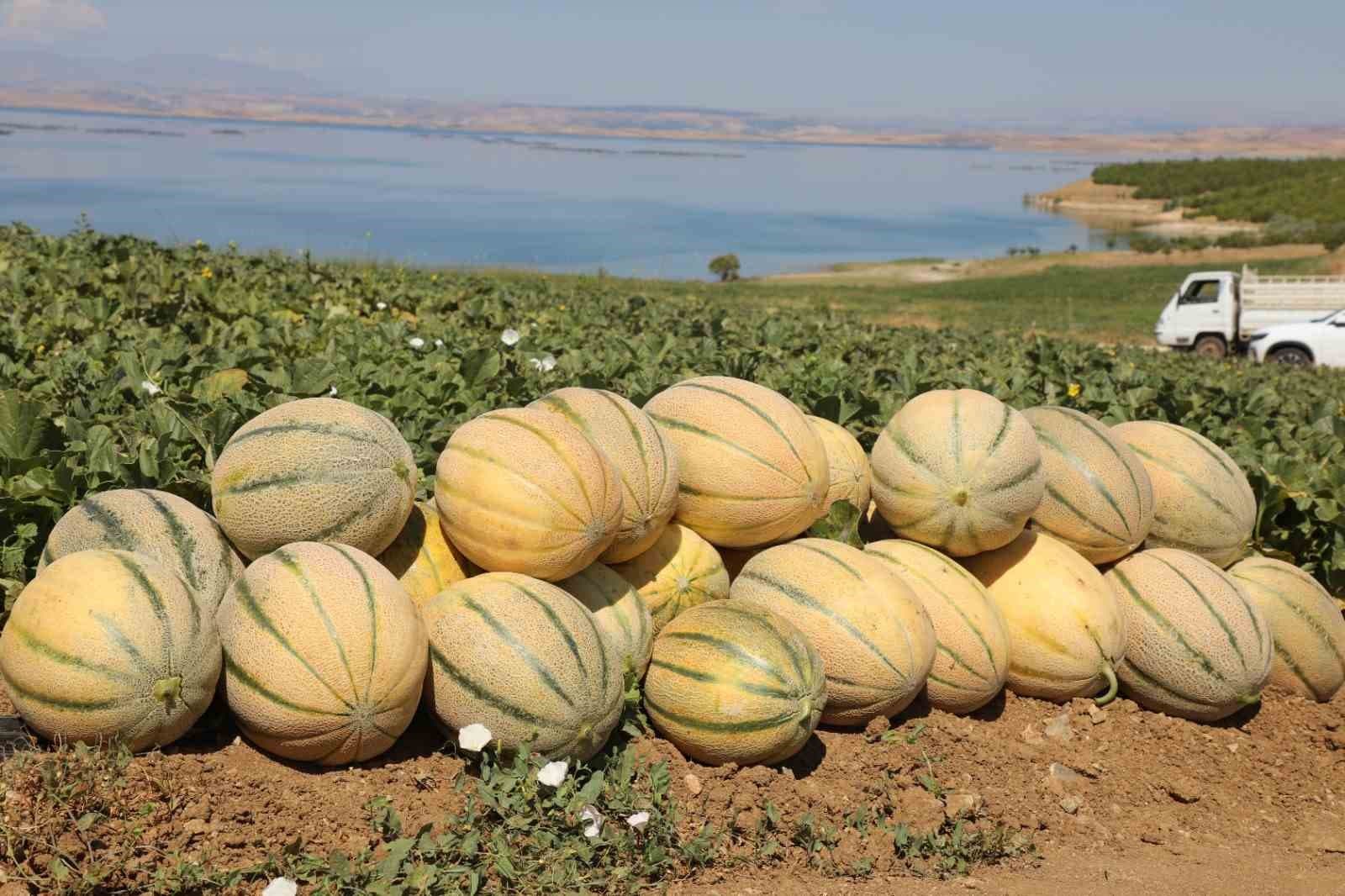 Elazığ'da Kavun Hasadı İçin 20 Binden Fazla Üretim Beklentisi