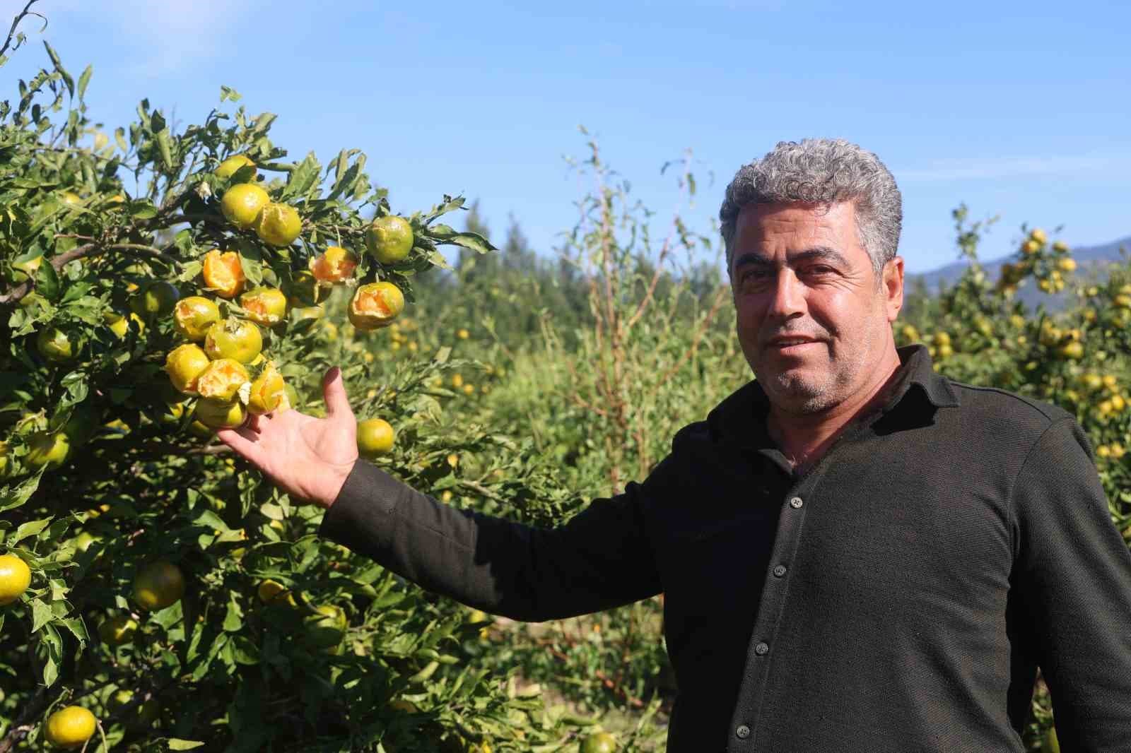 Hatay Arsuz'da Ceviz Büyüklüğünde Dolu Yağışı Erkenci Mandalinalara Zarar Verdi