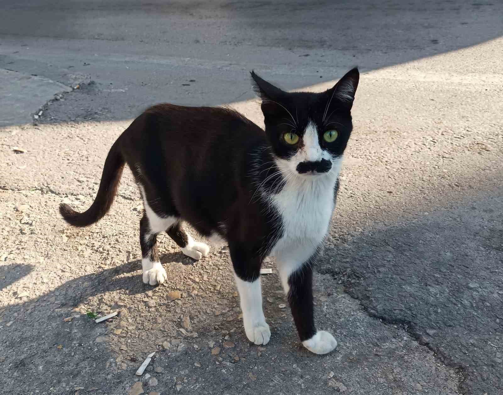 Samsun'da Dikkat Çeken Farklı Görünümlü Sokak Kedisi