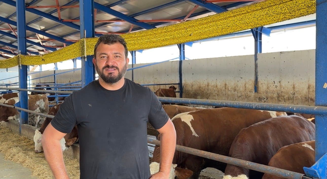 Kamyona Binmek İstemeyen Dana Kaçtı, Yakalama Çabaları Yoğunlaştı