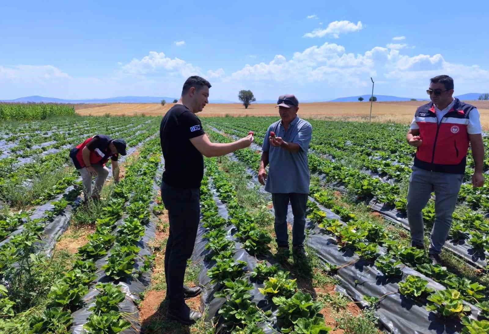 Aslanapa'da Tarım Müdürü Keleş, Çilek ve Biber Üreticisini Ziyaret Etti